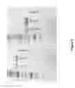 Fig. 06 - Compositions and Formulations for Maintaining and Increasing Muscle Mass, Strength, and Performance and Methods of Production and Use Thereof