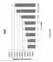Fig. 41 - Compositions and Formulations for Maintaining and Increasing Muscle Mass, Strength, and Performance and Methods of Production and Use Thereof