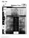 Fig. 22 - Device and method for evaluating analgesic neurostimulation devices