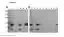 Fig. 07 - Compositions comprising the NC2 domain of collagen IX and methods of using same