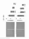Fig. 16 - Method for culturing mesenchymal stem cells according to cell size