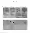 Fig. 17 - Method for culturing mesenchymal stem cells according to cell size
