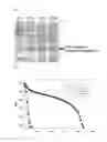 Fig. 02 - CARBONIC ANHYDRASE WITH STABILITY AT HIGH TEMPERATURE AND CAPTURRING AGENT FOR CARBON DIOXIDE COMPRISING THE SAME