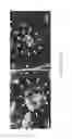 Fig. 08 - Compositions and methods related to miRNA modulation of neovascularization or angiogenesis