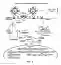 Fig. 02 - Method of targeting gene delivery using viral vectors