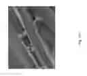 Fig. 166 - Silk performance apparel and products and methods of preparing the same