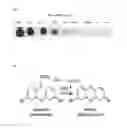 Fig. 03 - Methods and compositions for enzyme linked immuno and hybridization mass spectrometric assay