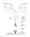 Fig. 60 - Methods and compositions for enzyme linked immuno and hybridization mass spectrometric assay