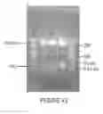 Fig. 44 - Influenza virus mutants and uses therefor