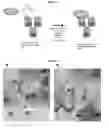 Fig. 02 - Anti-EGFR activatable antibodies
