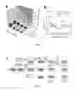 Fig. 02 - COMPOSITIONS AND METHODS OF PROPHYLAXIS FOR CONTACT DERMATITIS