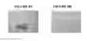 Fig. 07 - Reduction of flake-like aggregation in nanoparticulate active agent compositions
