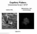 Fig. 03 - Composition and methods for the treatment of CaMKK2-mediated disorders