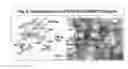 Fig. 09 - Composition and methods for the treatment of CaMKK2-mediated disorders