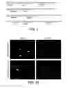 Fig. 02 - Optimized human clotting factor VIII gene expression cassettes and their use