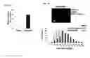 Fig. 02 - Methods for inducing glucose uptake