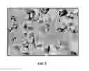 Fig. 02 - Struvite-K and Syngenite composition for use in building materials