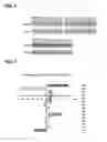 Fig. 07 - SINGLE DOMAIN ANTIBODIES CAPABLE OF MODULATING BACE ACTIVITY