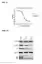 Fig. 09 - SINGLE DOMAIN ANTIBODIES CAPABLE OF MODULATING BACE ACTIVITY