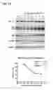Fig. 10 - SINGLE DOMAIN ANTIBODIES CAPABLE OF MODULATING BACE ACTIVITY