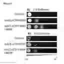 Fig. 06 - Engineering of acetyl-CoA metabolism in yeast