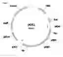 Fig. 09 - Engineering of acetyl-CoA metabolism in yeast
