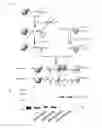 Fig. 02 - Method of generating linkage-specific di-and polyprotein probes
