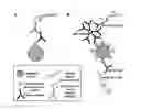 Fig. 01 - Method, kits and materials for detection of Lyme disease sp. infection