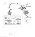 Fig. 10 - Method, kits and materials for detection of Lyme disease sp. infection