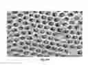 Fig. 08 - Perforated contact electrode on vertical nanowire array
