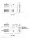 Fig. 07 - Dynamic assignment across dispatch pipes of source ports to be used to obtain indication of physical registers