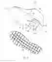 Fig. 05 - Article of footwear with a cavity viewing system