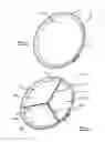 Fig. 06 - Dish assembly for displaying an image