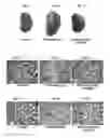 Fig. 02 - Pharmaceutical formulations containing mitochondrially targeted antioxidants