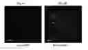 Fig. 05 - Pharmaceutical formulations containing mitochondrially targeted antioxidants