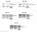 Fig. 12 - Pharmaceutical formulations containing mitochondrially targeted antioxidants