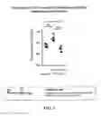 Fig. 07 - METHODS AND COMPOSITIONS FOR TREATING AND/OR PREVENTING MUCOSITIS