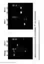 Fig. 07 - MULTIPOTENT STEM CELLS AND USES THEREOF