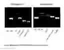 Fig. 11 - MULTIPOTENT STEM CELLS AND USES THEREOF