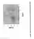 Fig. 12 - MULTIPOTENT STEM CELLS AND USES THEREOF