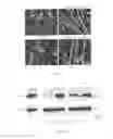 Fig. 09 - Compositions and methods for restoring or rejuvenating stem/progenitor cell function