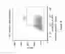 Fig. 22 - Long poly(A) plasmids and methods for introduction of long poly(A) sequences into the plasmid