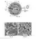 Fig. 08 - Enzyme-encapsulated nanoparticle platform