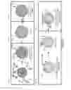 Fig. 09 - Enzyme-encapsulated nanoparticle platform