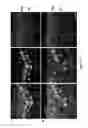 Fig. 07 - Methods of mammalian retinal stem cell production and applications