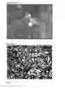 Fig. 04 - Bioactive renal cells