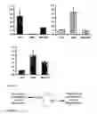 Fig. 14 - Bioactive renal cells