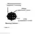 Fig. 16 - Bioactive renal cells