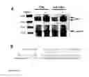 Fig. 19 - Bioactive renal cells