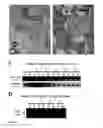 Fig. 22 - Bioactive renal cells